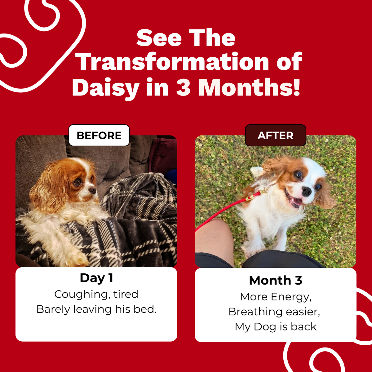 The Paw Parent | Cardiac Shield Powder