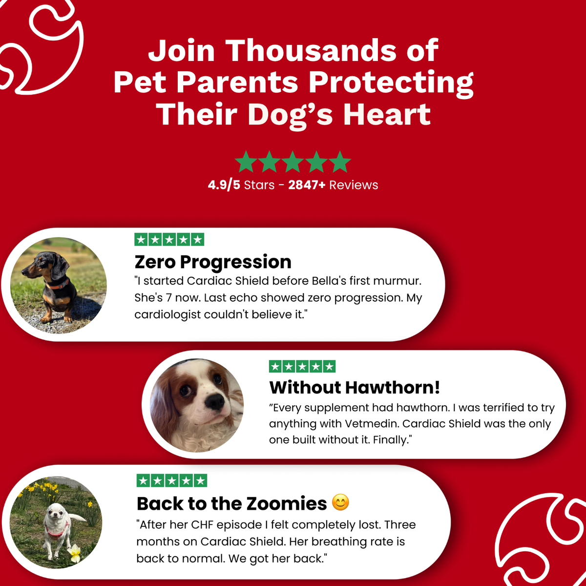 The Paw Parent | Cardiac Shield Powder