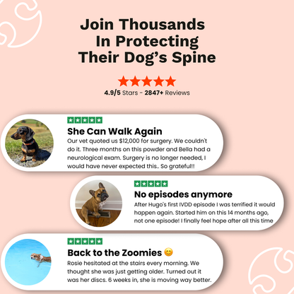 The Paw Parent | Spine & Disc Powder