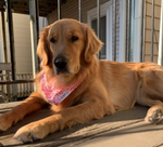 David, Dog Parent of Max