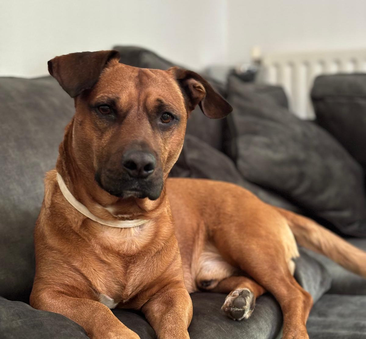 Brown dog sitting on a gray couch with a neutral background