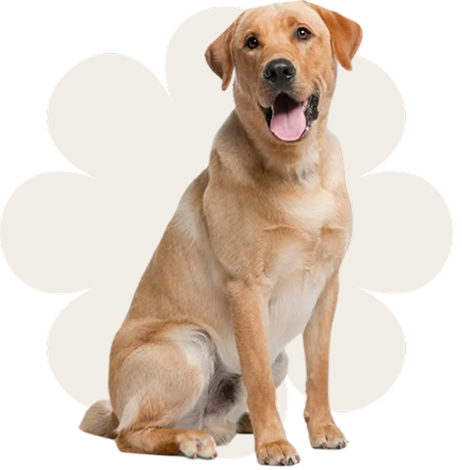 Dog sitting inside a paw print on a white background