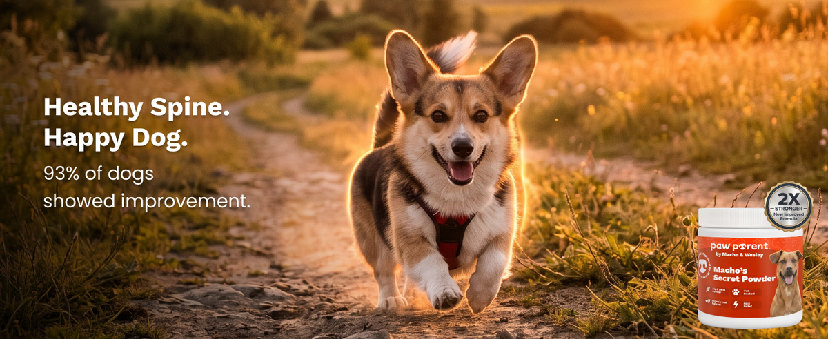 93 Percent of dogs showed improvement